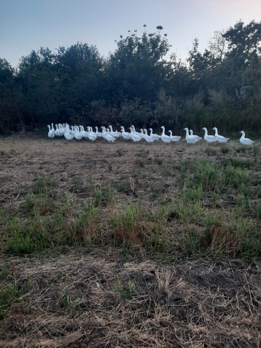 Svatomartinská husa – kvalitní chov, poctivě krmené