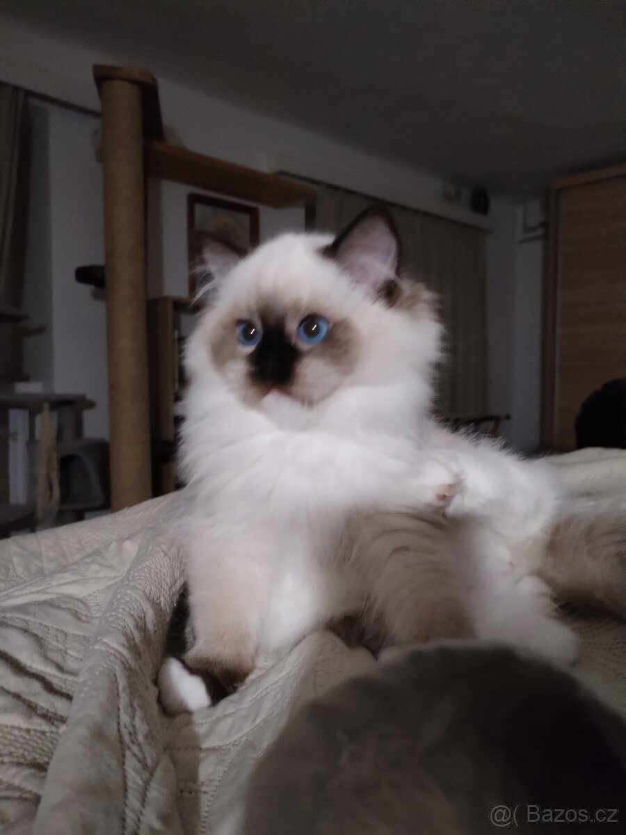 Ragdoll kotě s PP