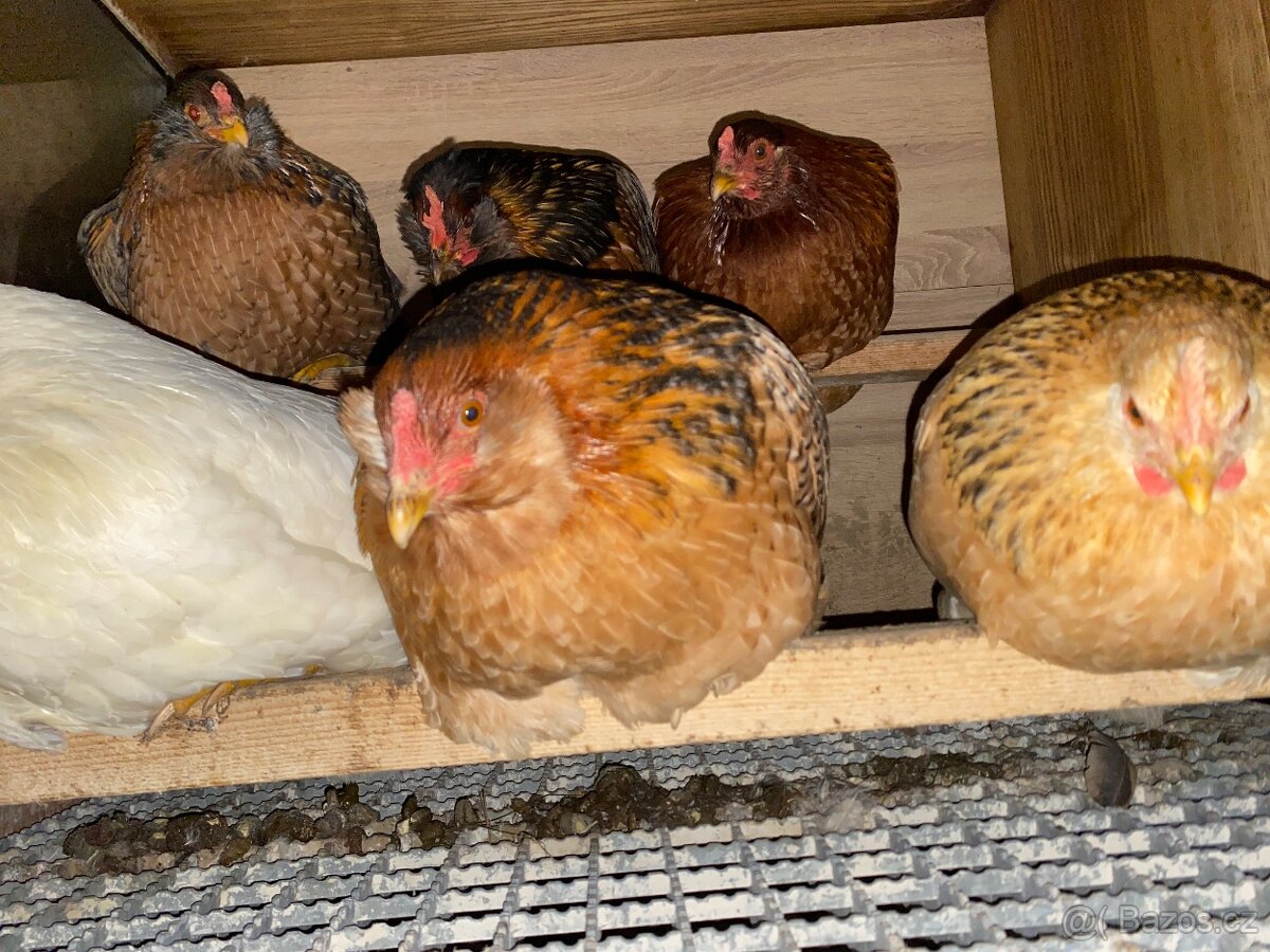 Kuřata - dvorkový mix