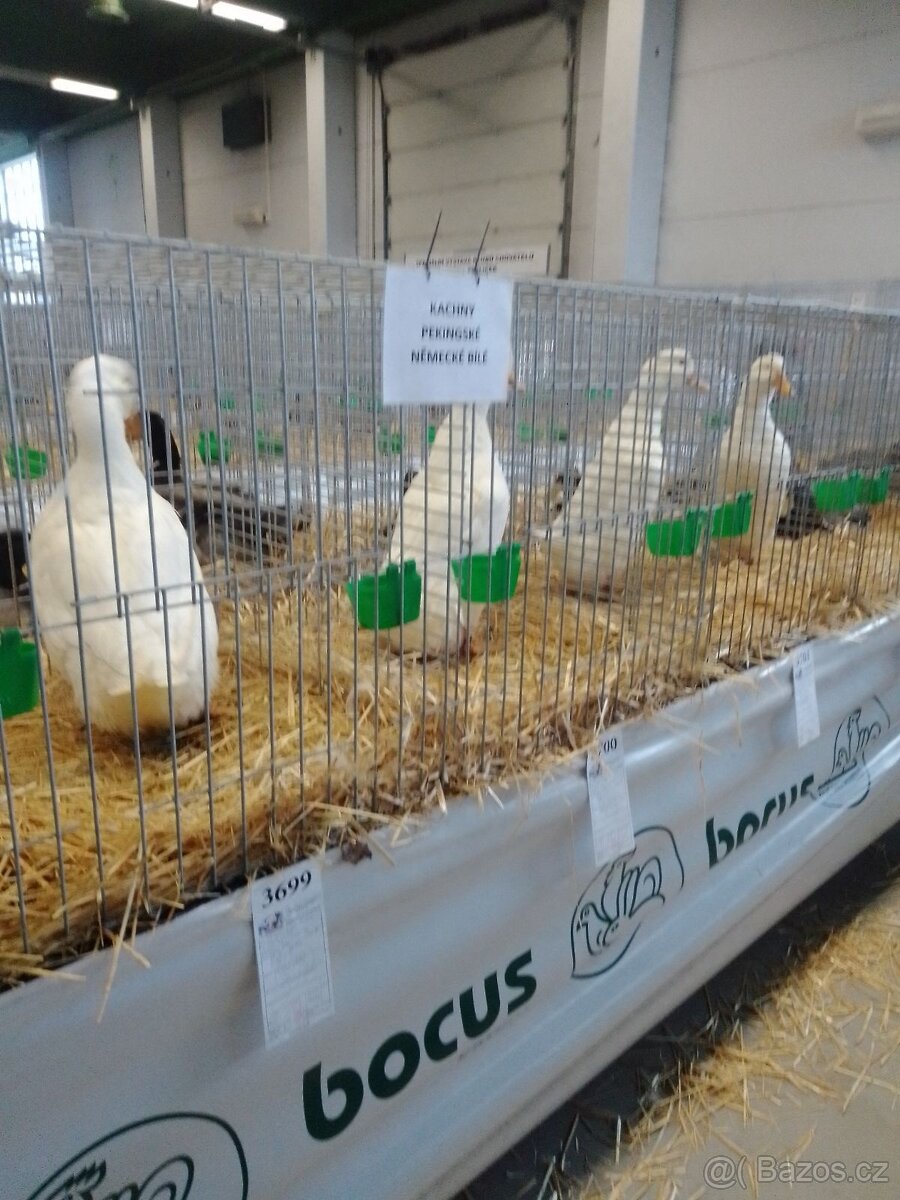 Pekingská kolmá kachna