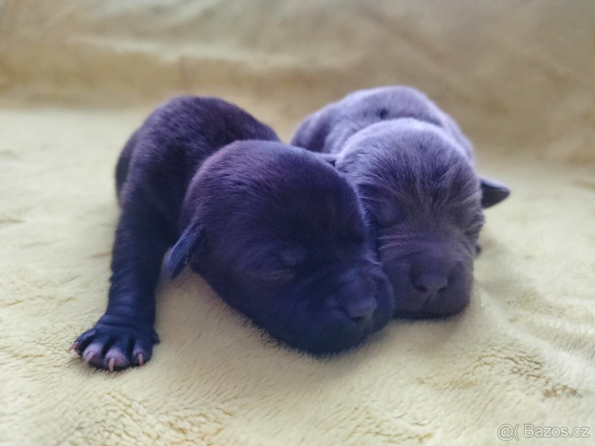 Stafordšírský bulteriér s pp