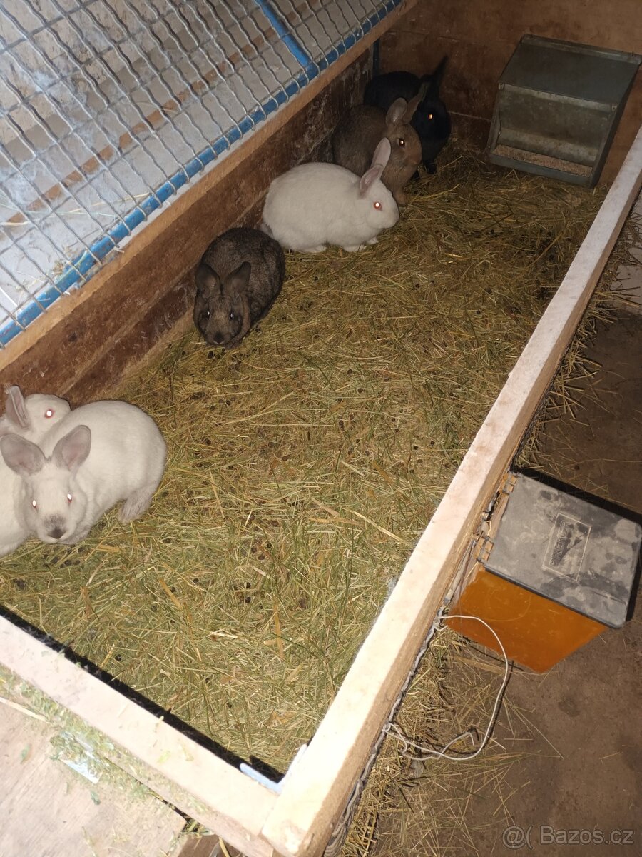 Králíci na dokrmení