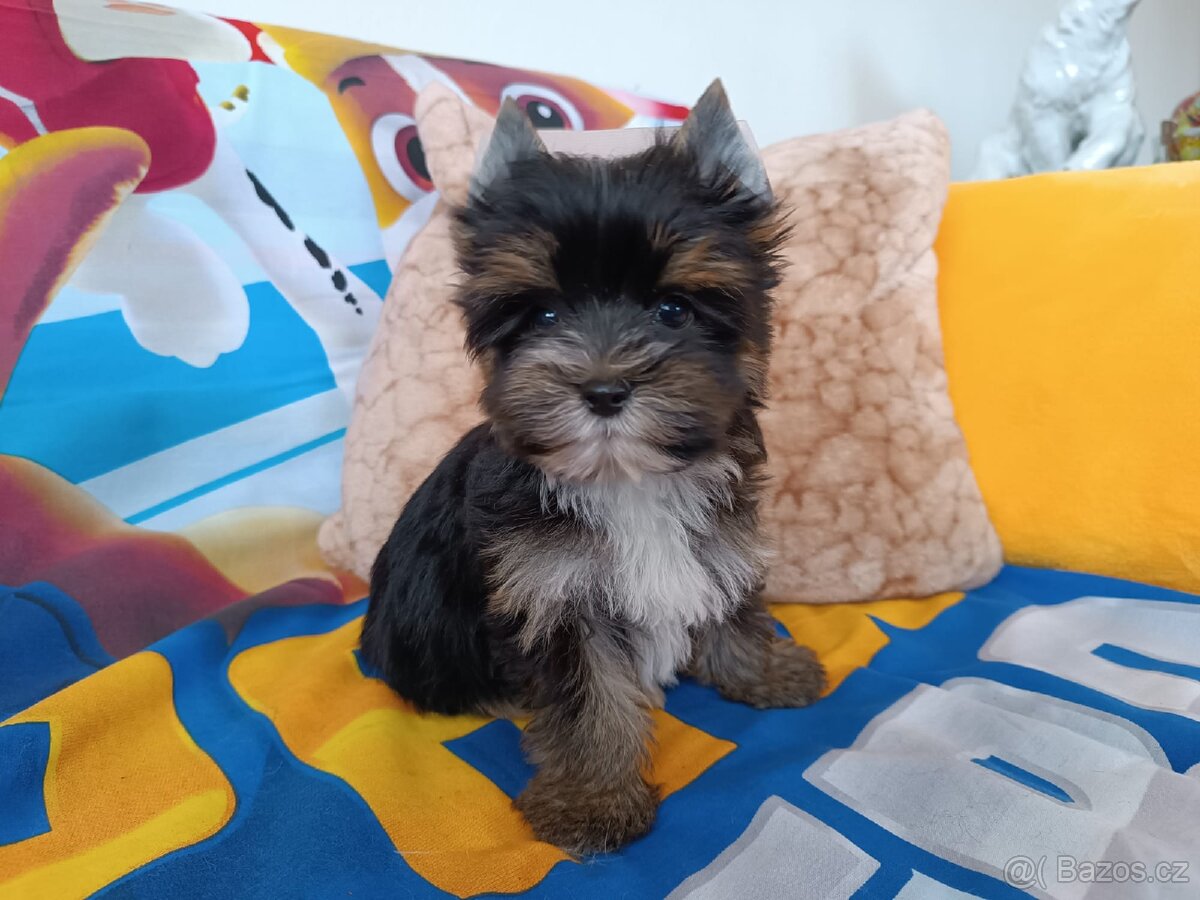 Jorkšírský teriér