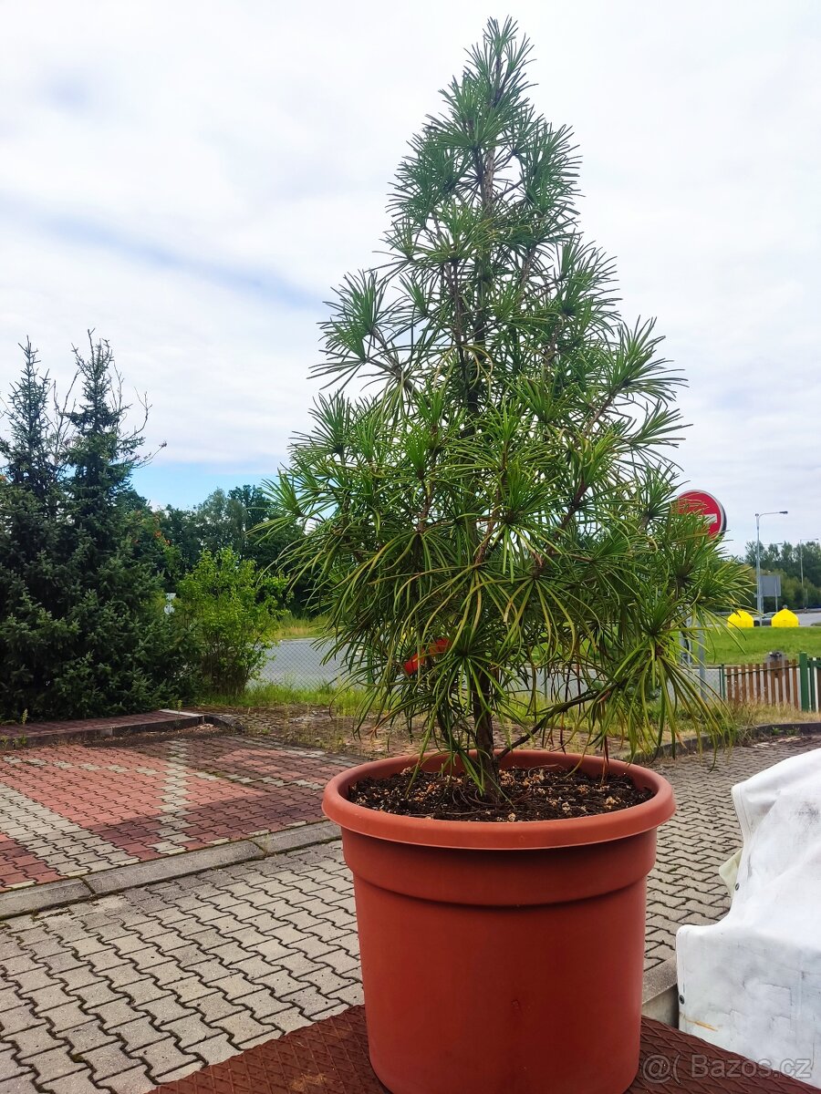 Pajehličník přeslenitý 125 cm