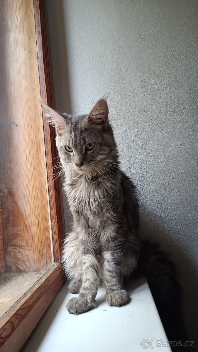 Mainský mývalí kocour