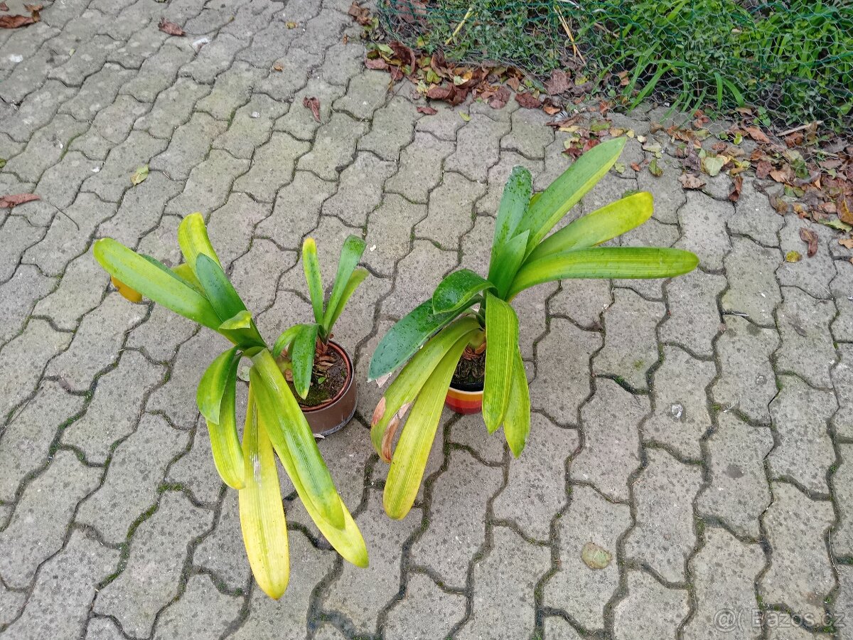 Daruji klívie květiny