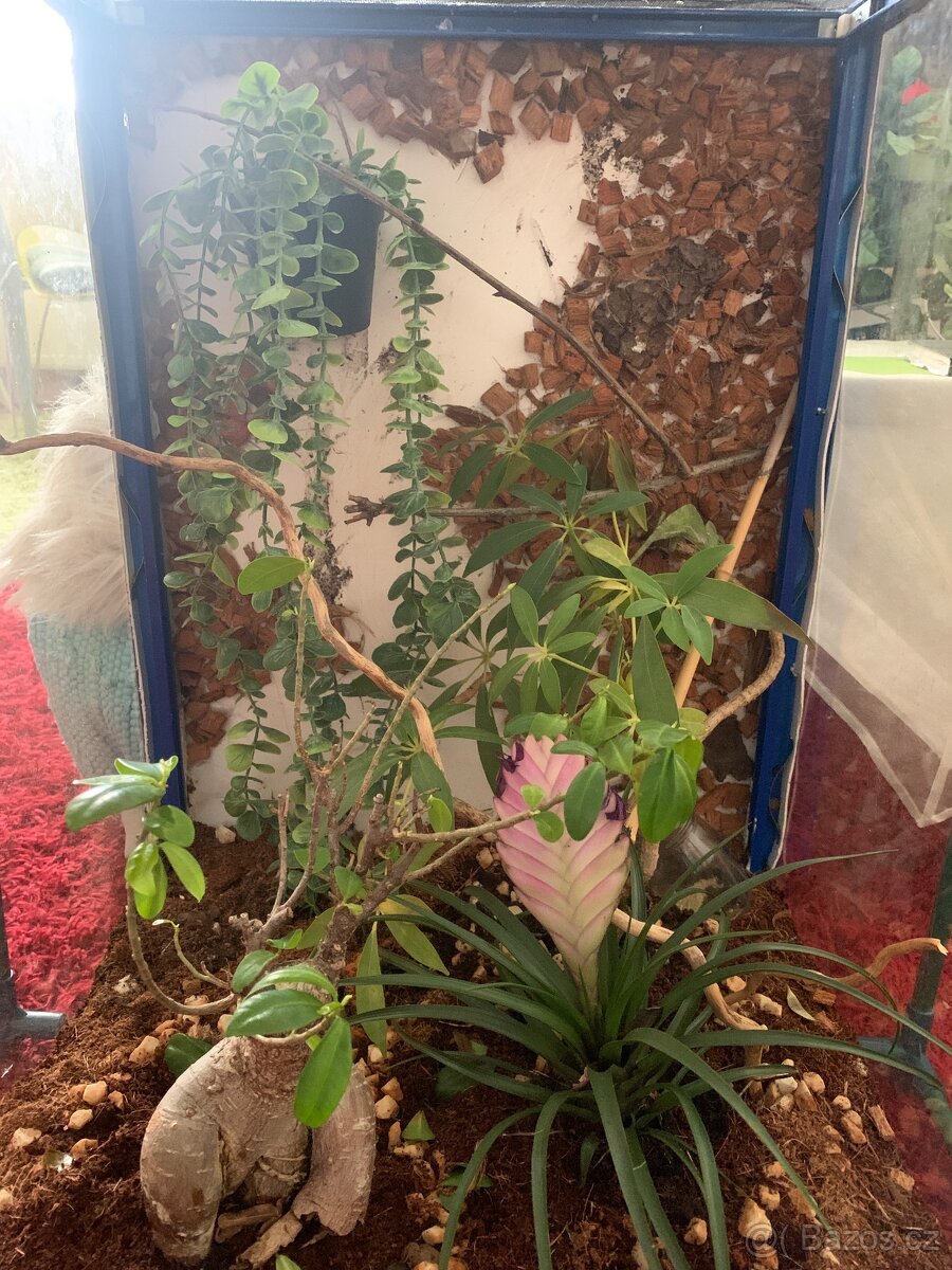 chameleon jemenský