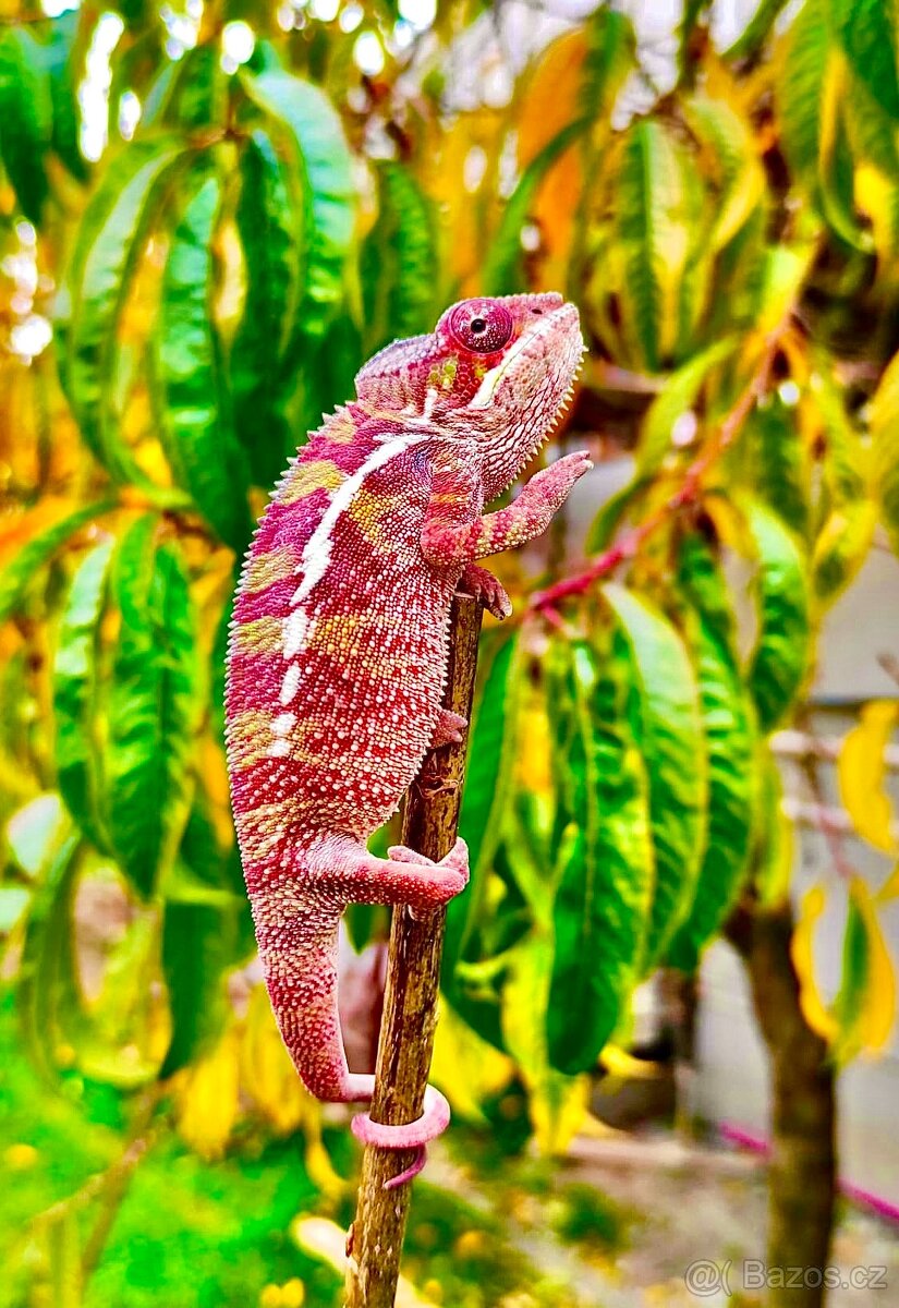 chameleon pardálí, terárium