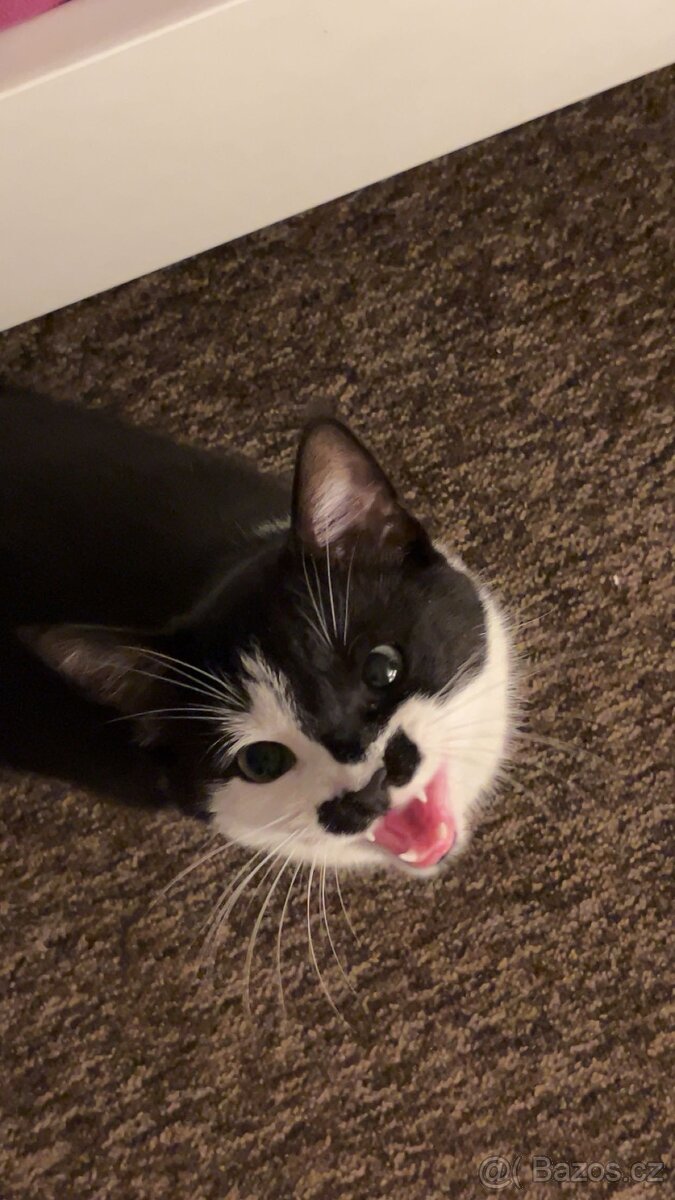 Roztomilý černobílý kocourek hledá nový domov 🐾