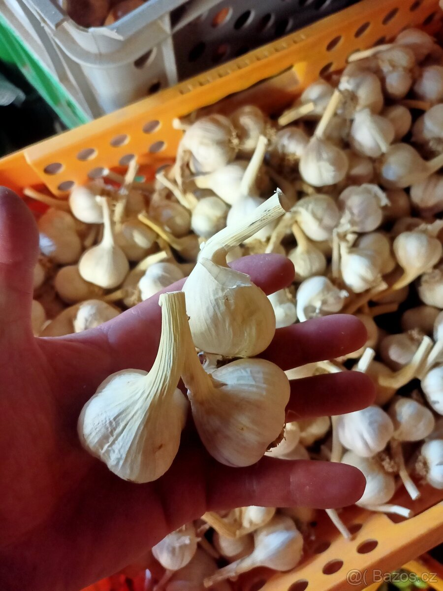 Český česnek