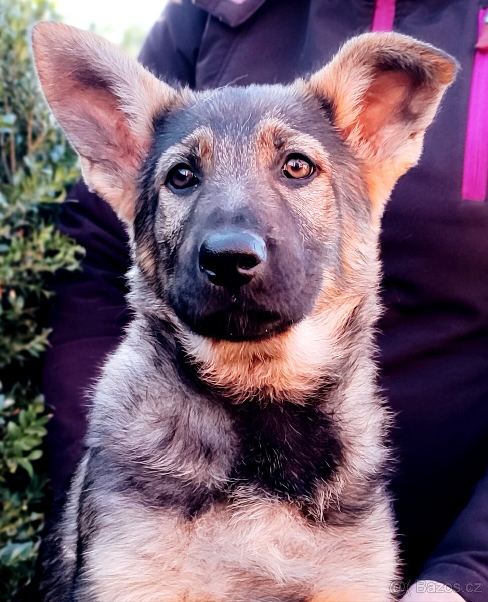 Štěňě německého ovčáka s PP