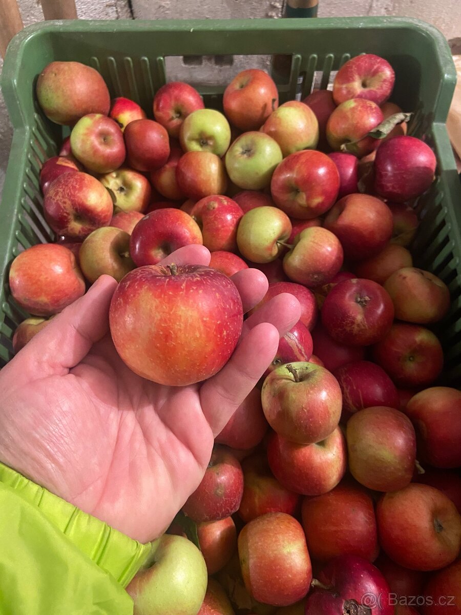 Jablka Spartan a Čistecké - čerstvě trhaná