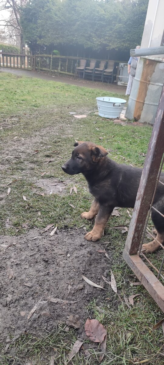 Štěně německého ovčáka