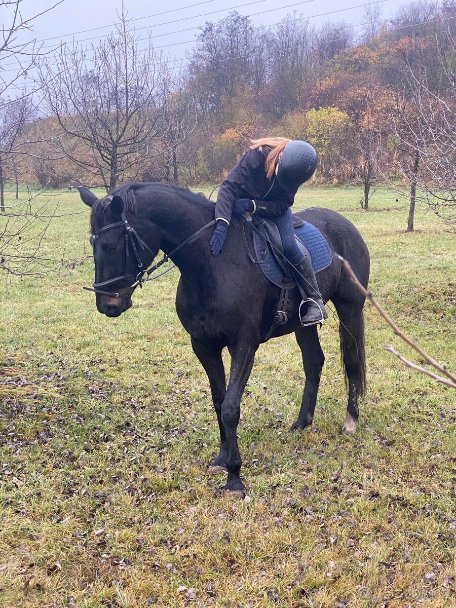 Hledám pronájem koně