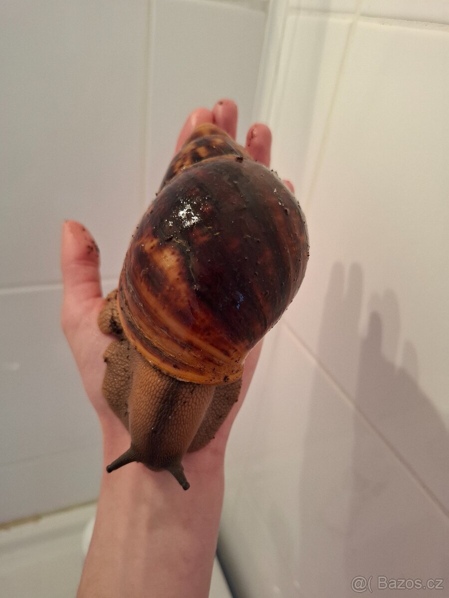 Archachatina-africký šnek