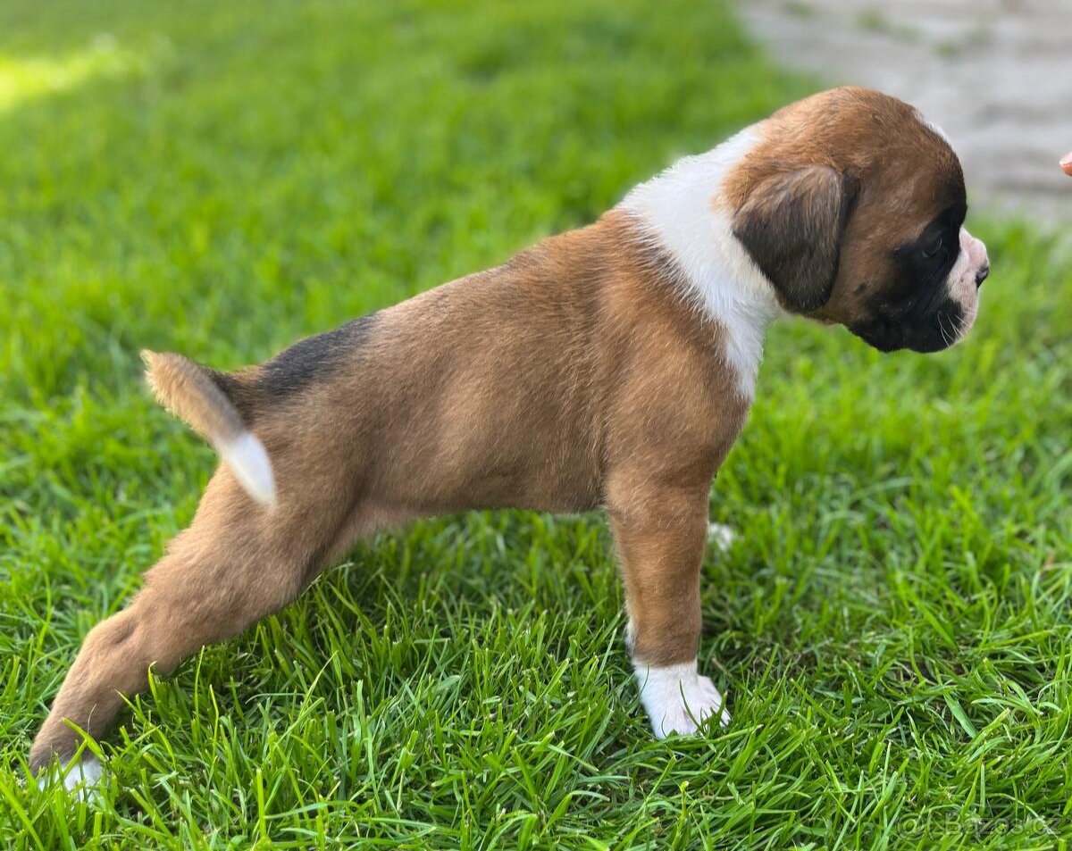 Německý boxer