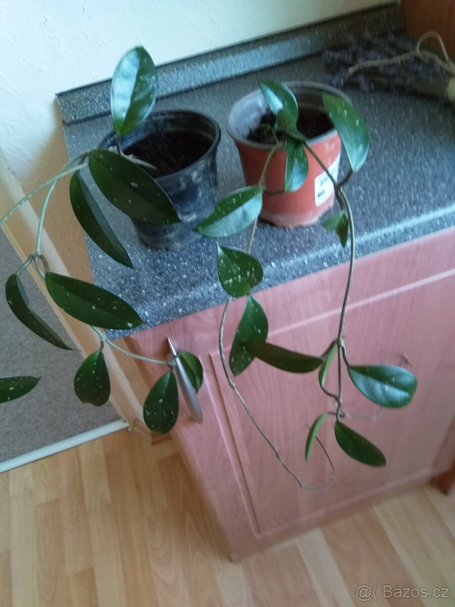 Voskovka Hoya, sazenice, pokojová rostlina