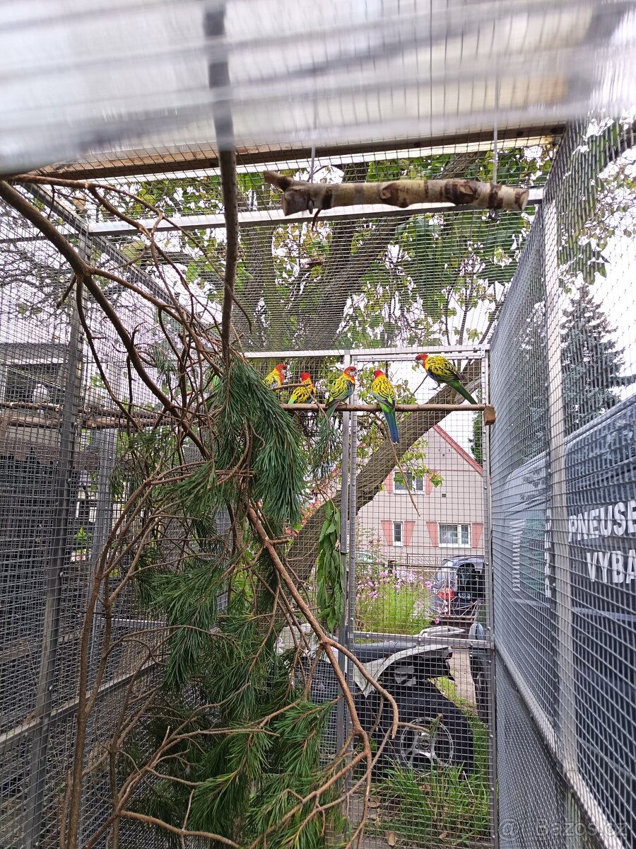 Prodám Rosela pestrá nádherná