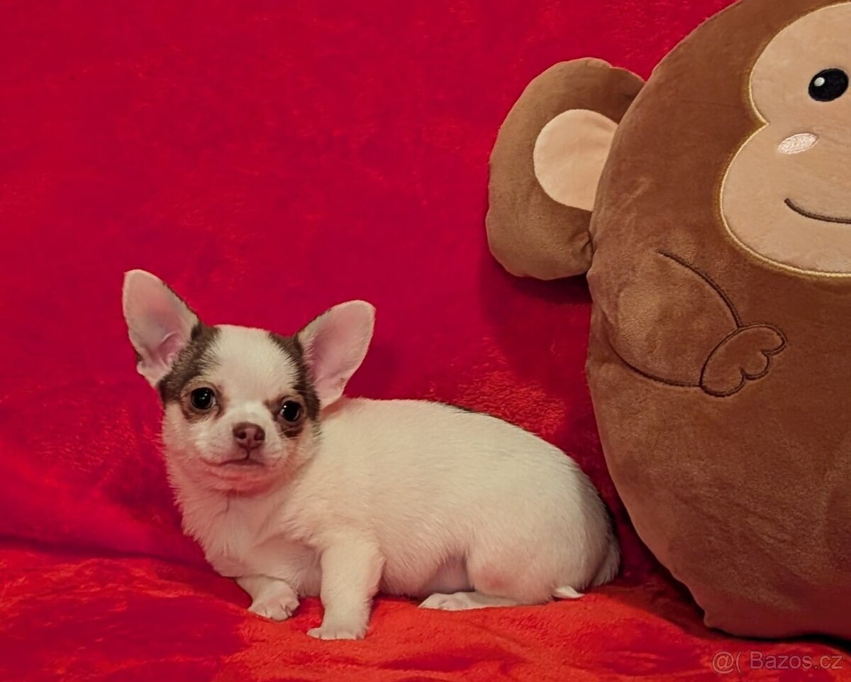 Čivava krátkosrstá s PP