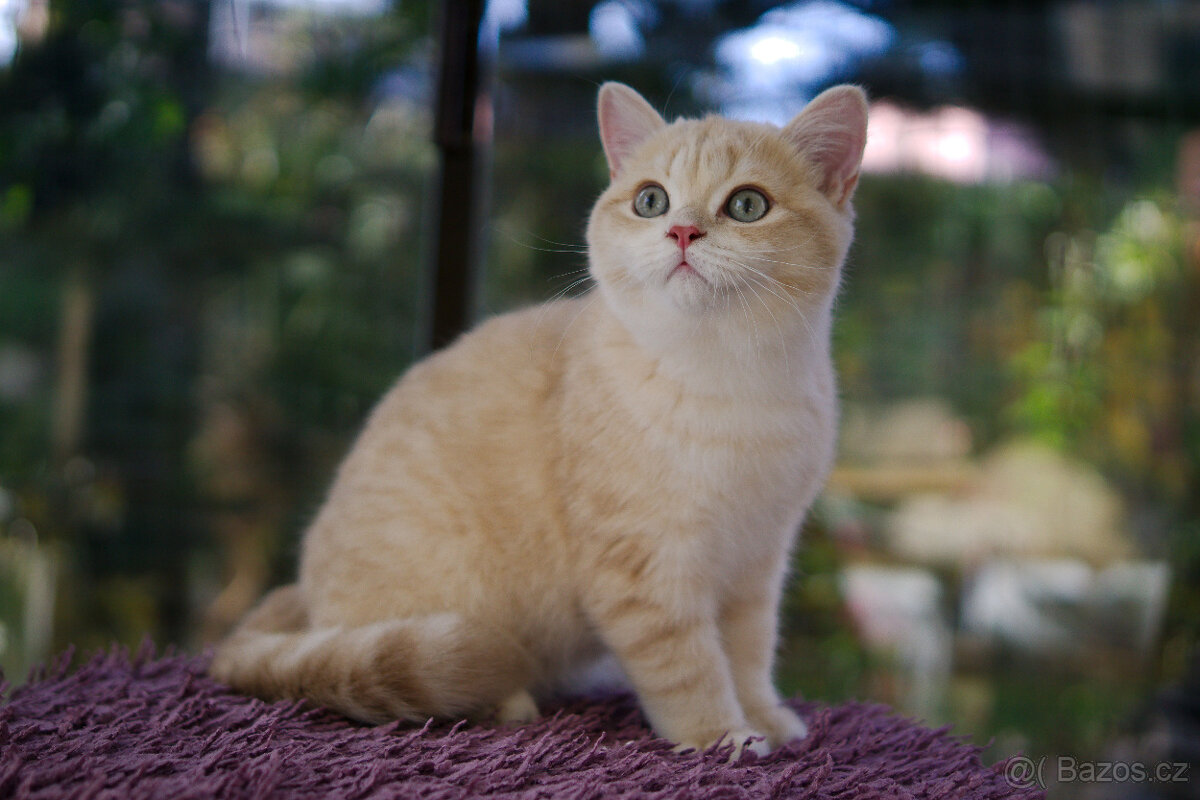 Britská koťátka  v exkluzivních barvách