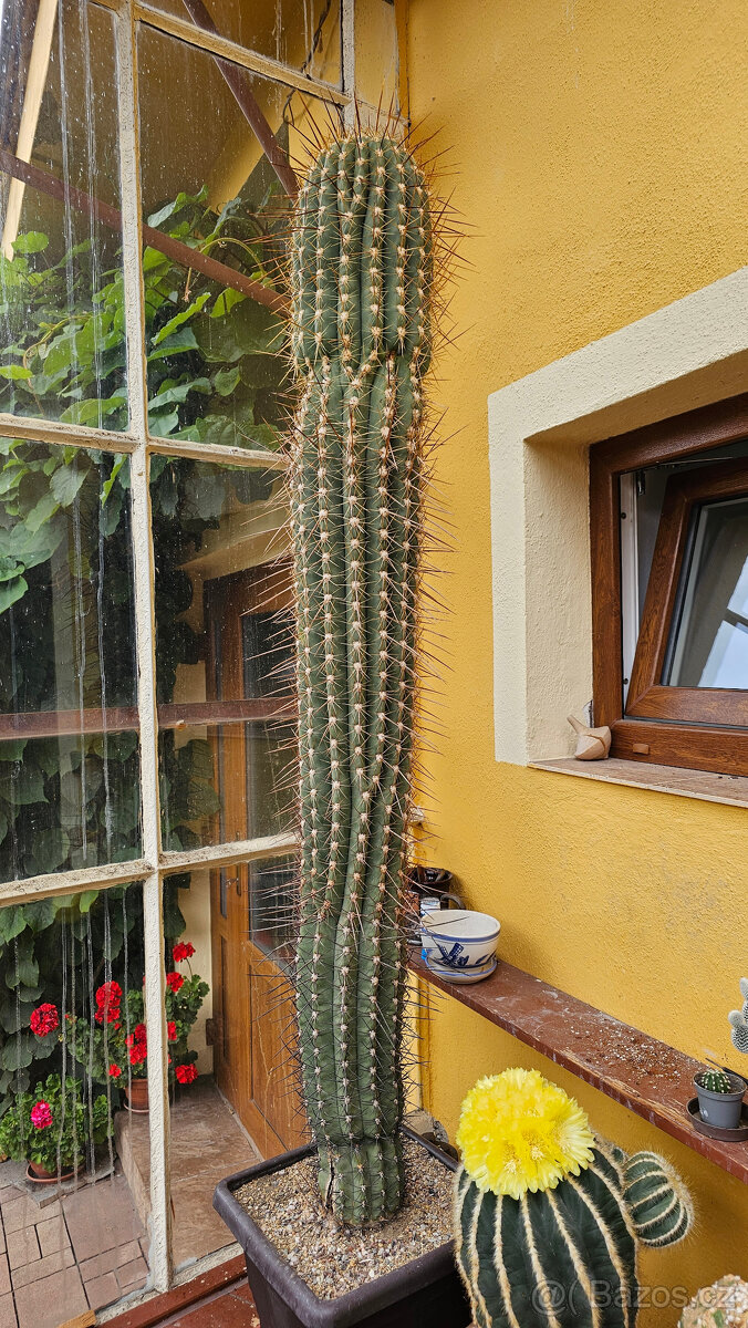 kaktus 160 cm