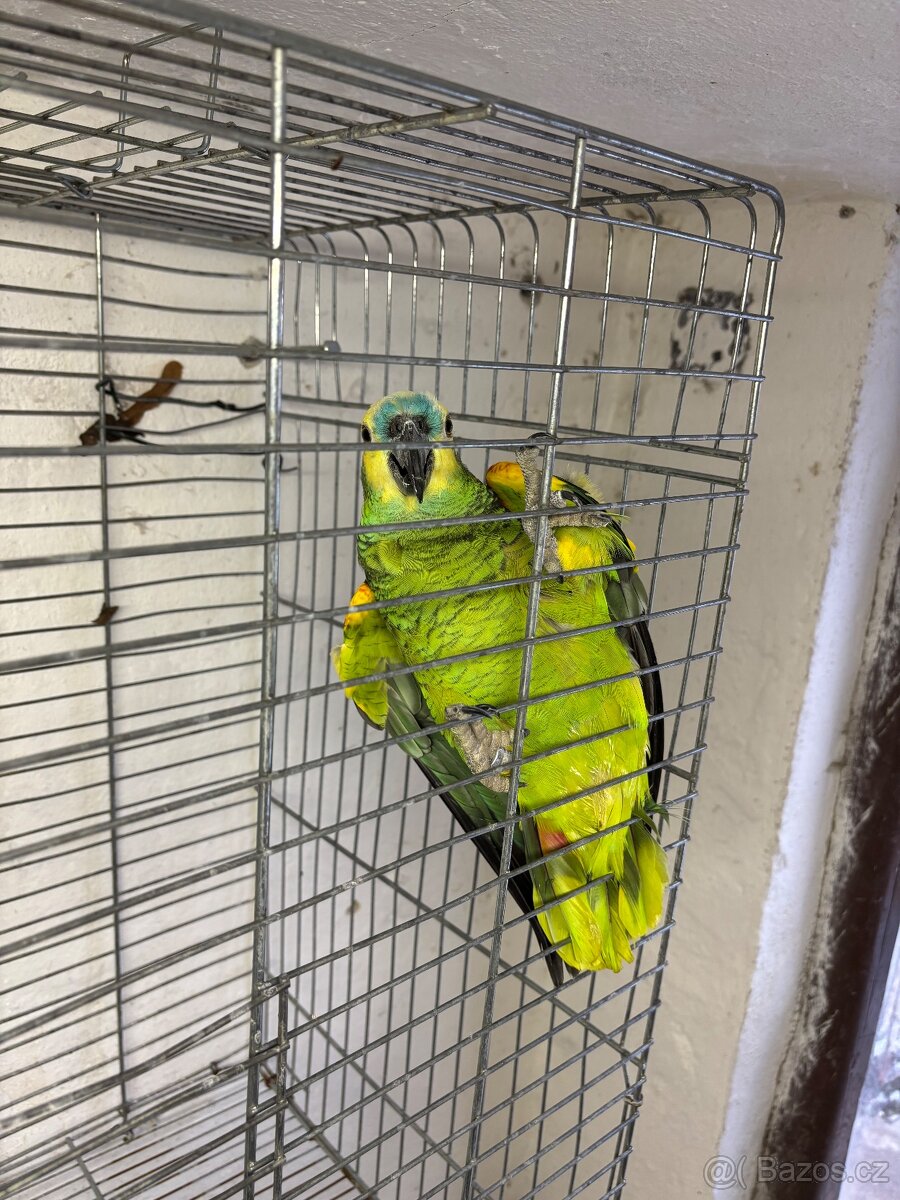 Amazoňan modročeli 6 letý samec