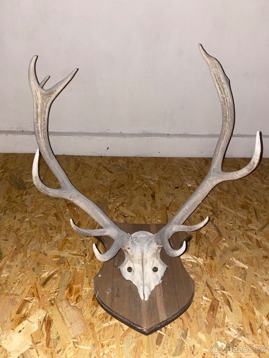 Nástěnné paroží