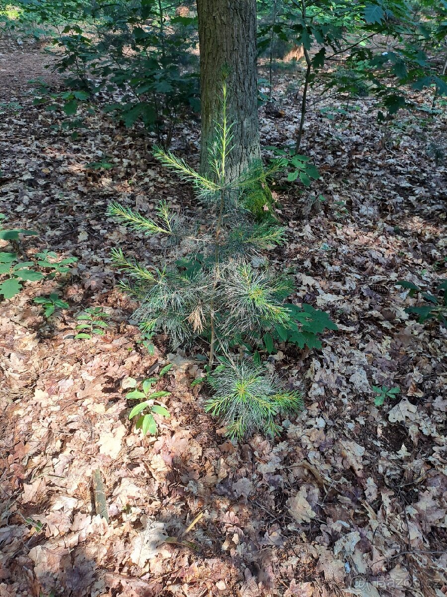 borovice vejmutovka stromky