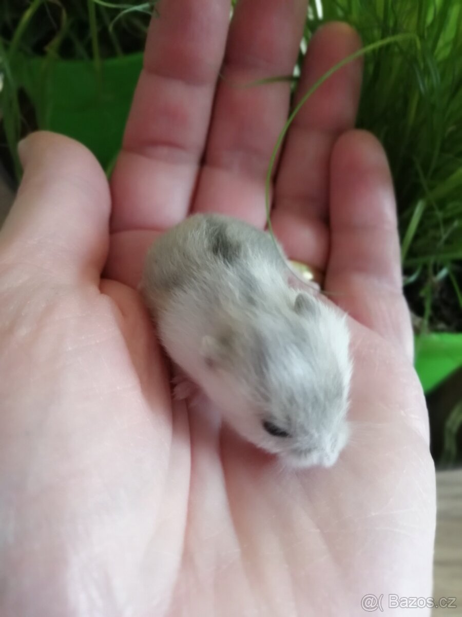 Křečík (křeček) džungarský