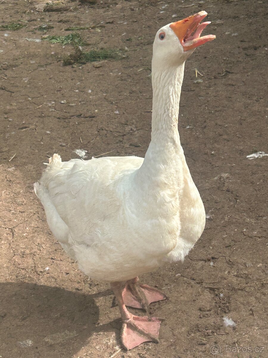Husa