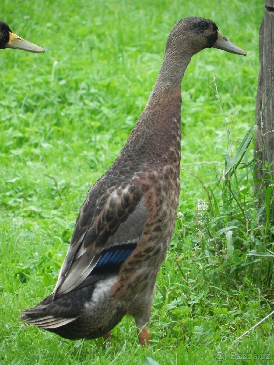 Indický běžec