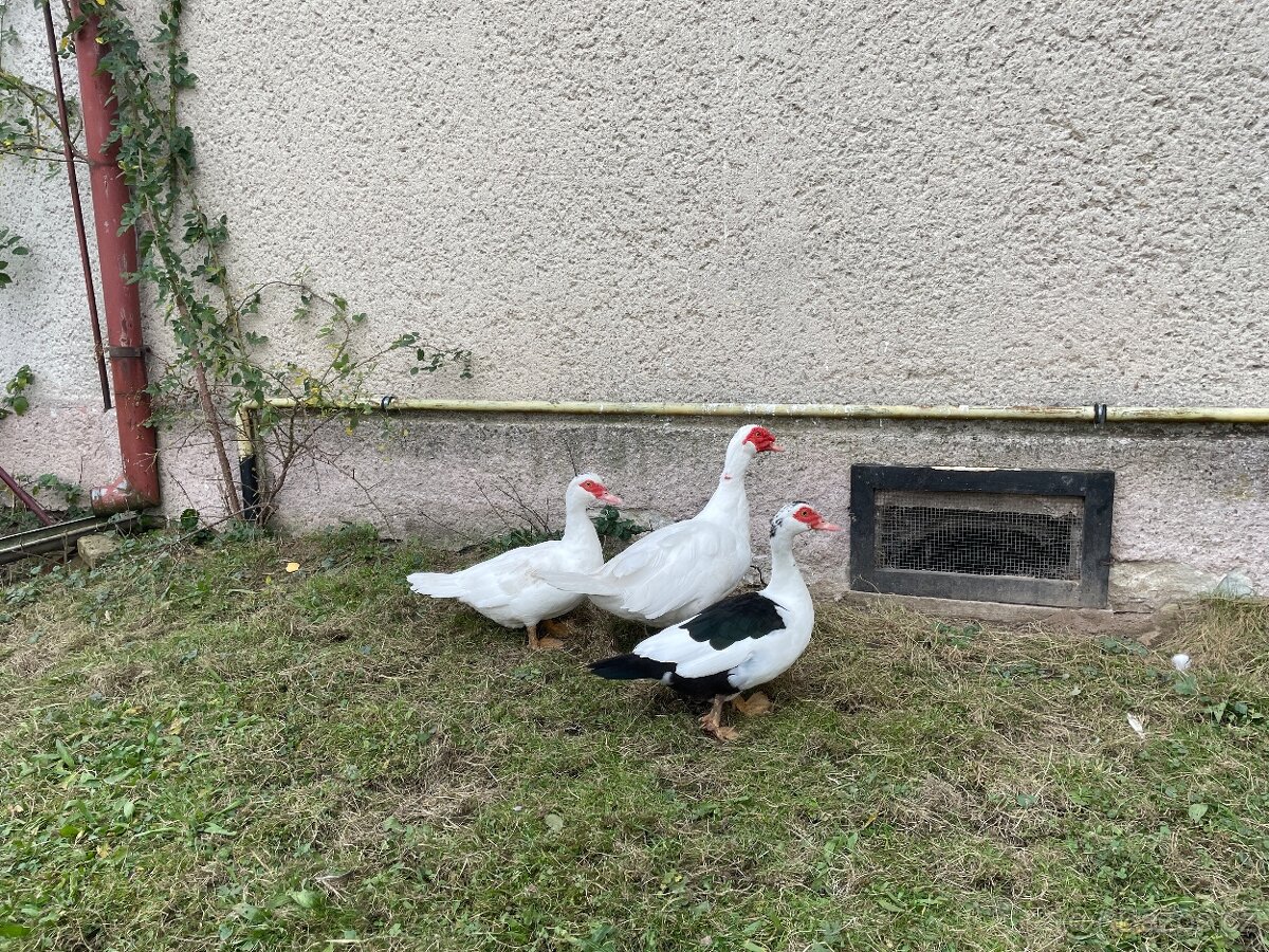 Kachny pižmové