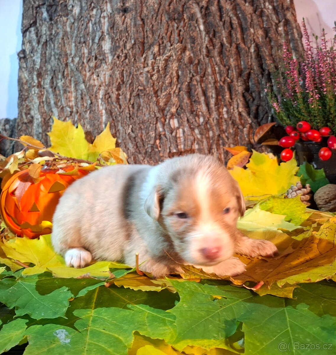 Australský ovčák s PP