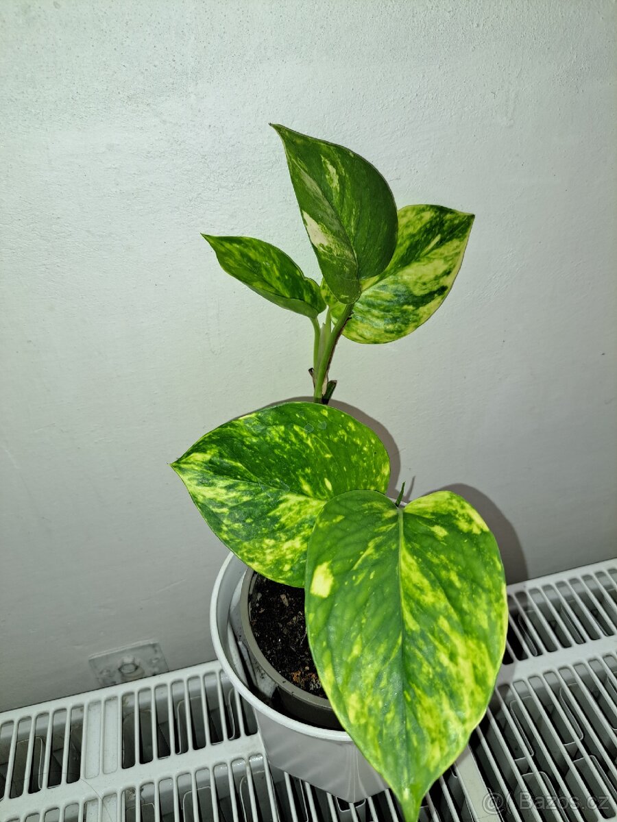 Scindapsus,šplhavnik,blázen,potos