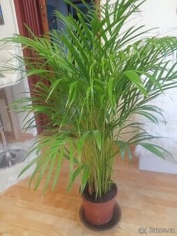 Palma cca 160 cm vysoká, zdravá, vyhání nové listy