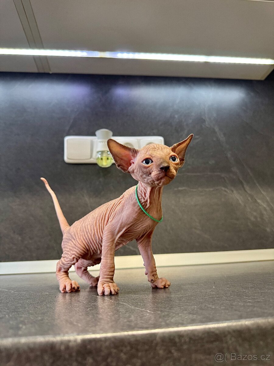 Sphynx