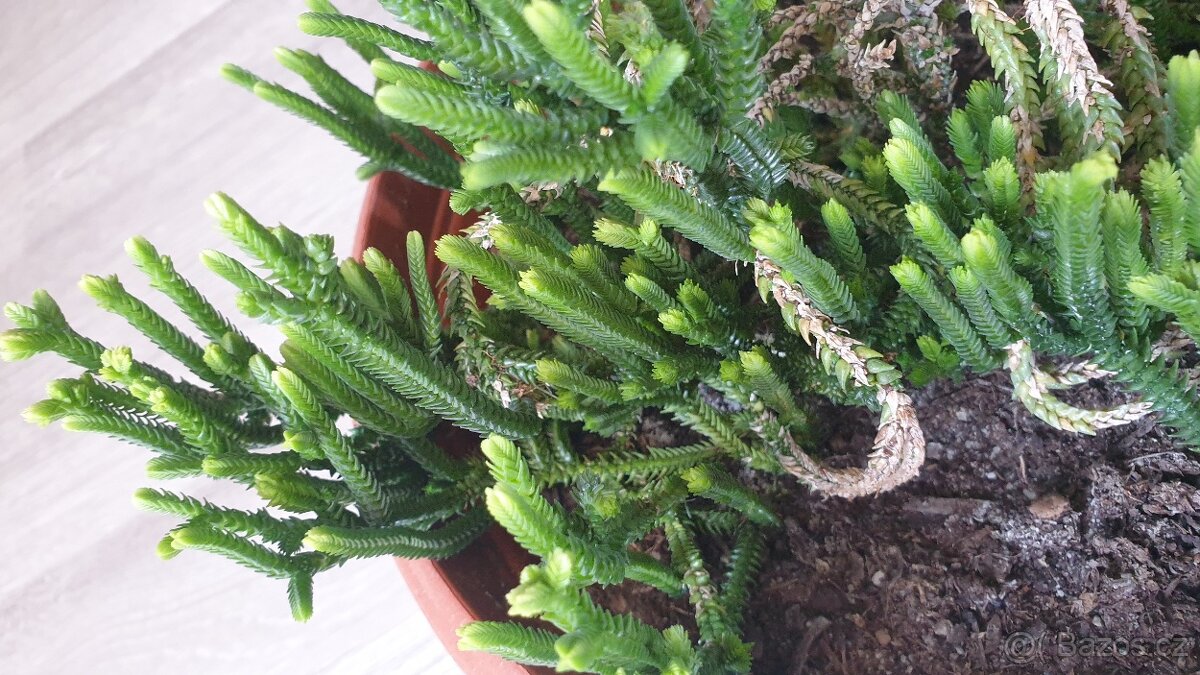 Crassula muscosa