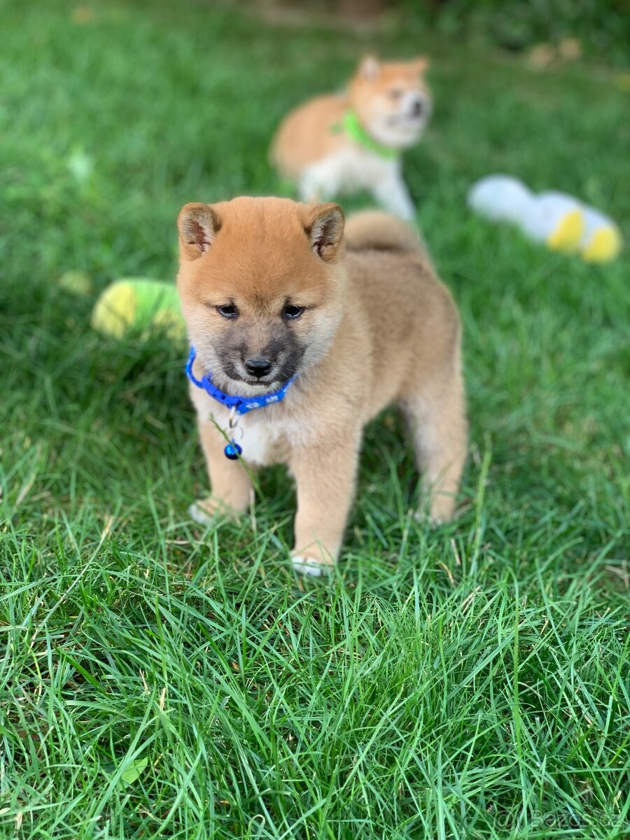 Shiba inu