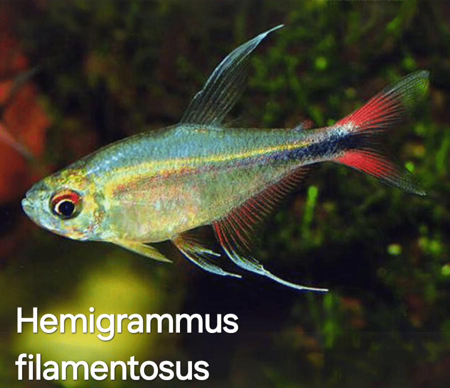 Hemigrammus filamentosus