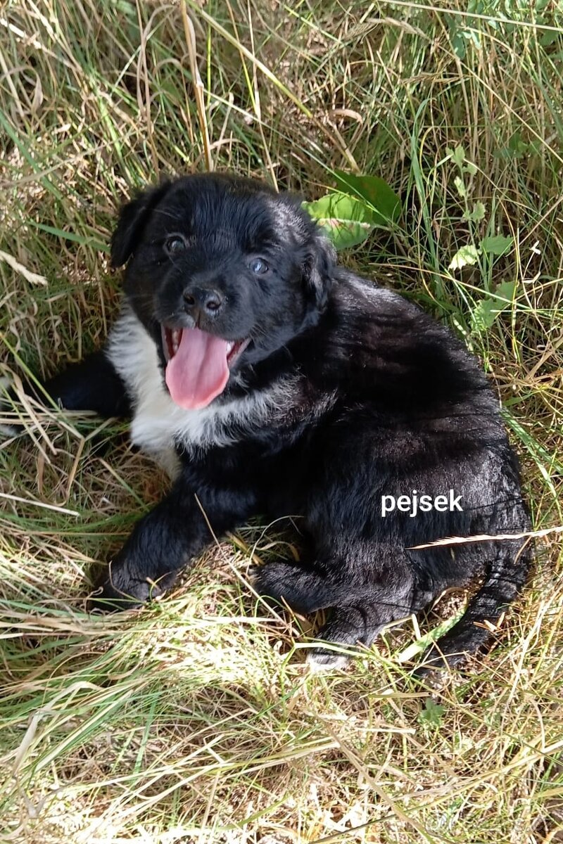 Štěňata