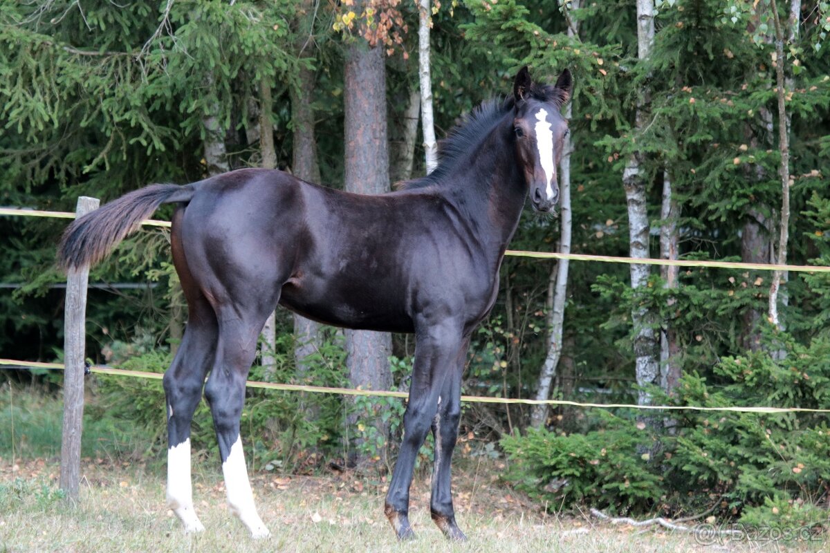 Prémiovaný oldenburský hřebeček