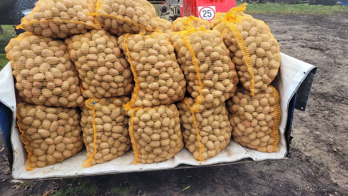 Brambory, sadba, sadba Brambor, brambory na uskladnění