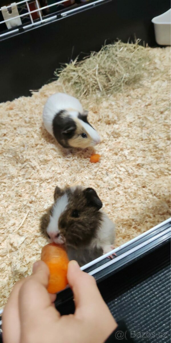 Klec s Morčatama a s potřebama pro morčata