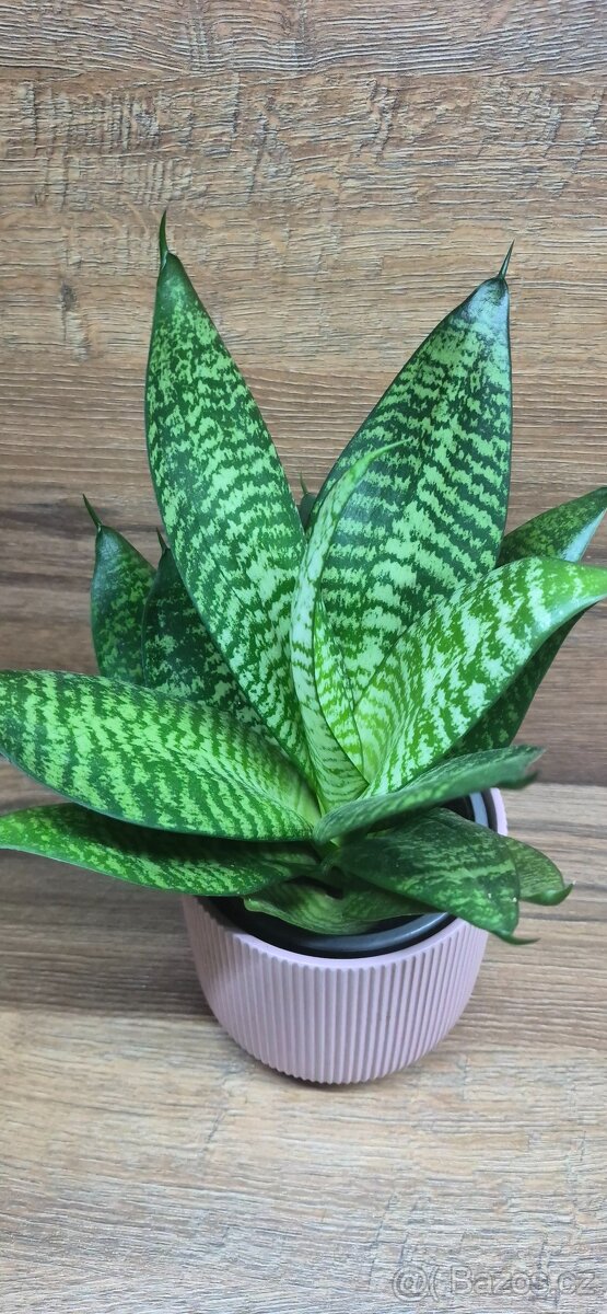 Tchýnin jazyk sansevieria