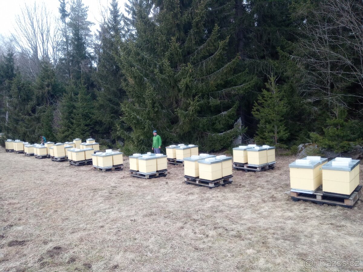 Vyzimovana včelstva, oddělky