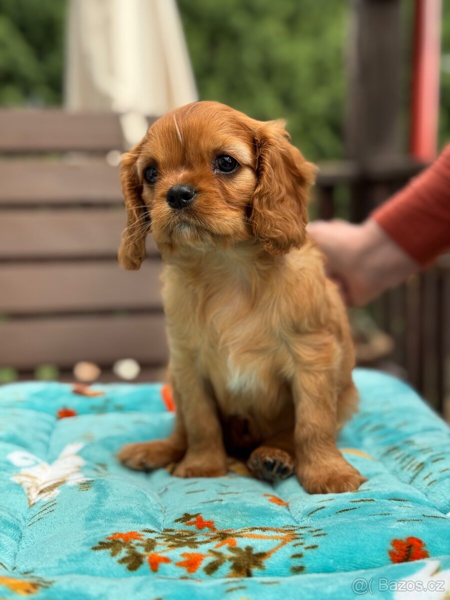 Cavalier King Charles Spaniel s PP