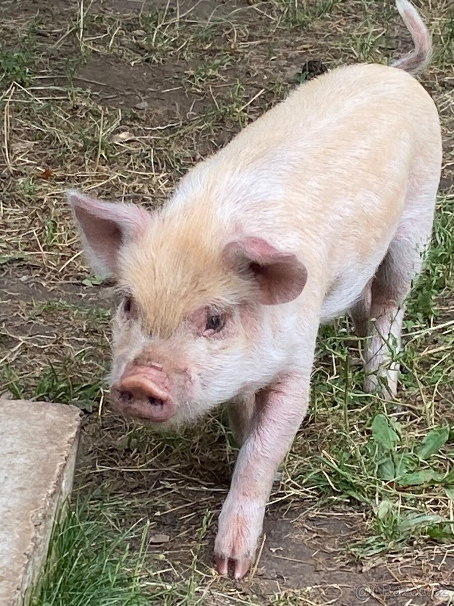 Kune