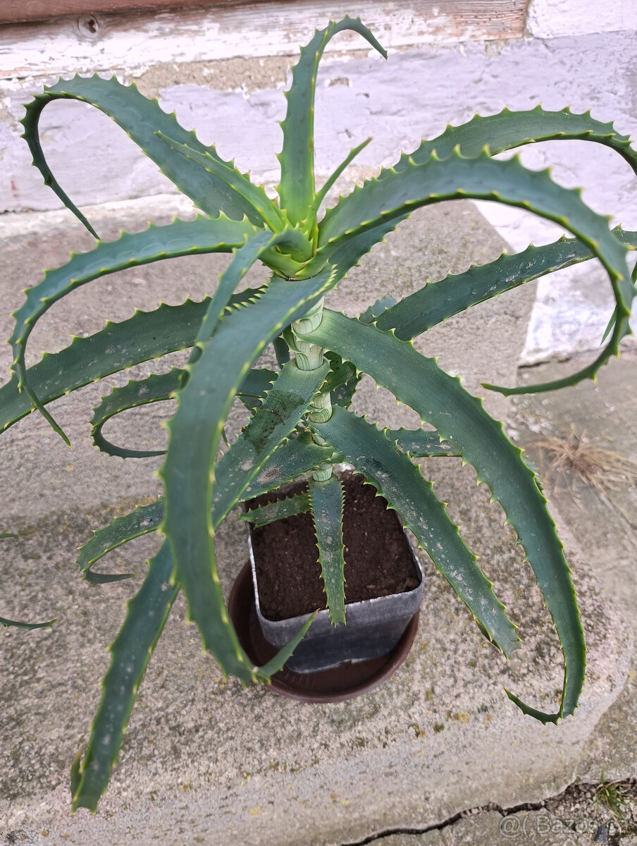 léčivá ALOE - - viz text a foto