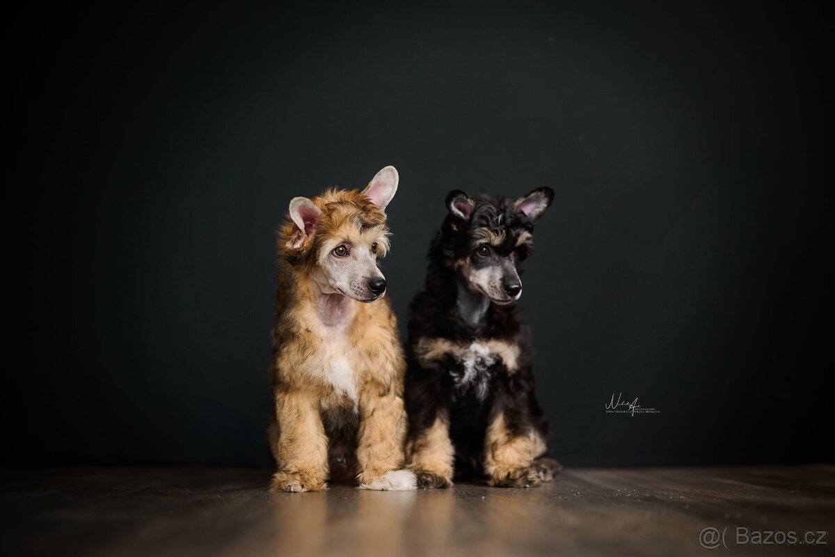 Čínský chocholatý pes / štěně / labutěnka