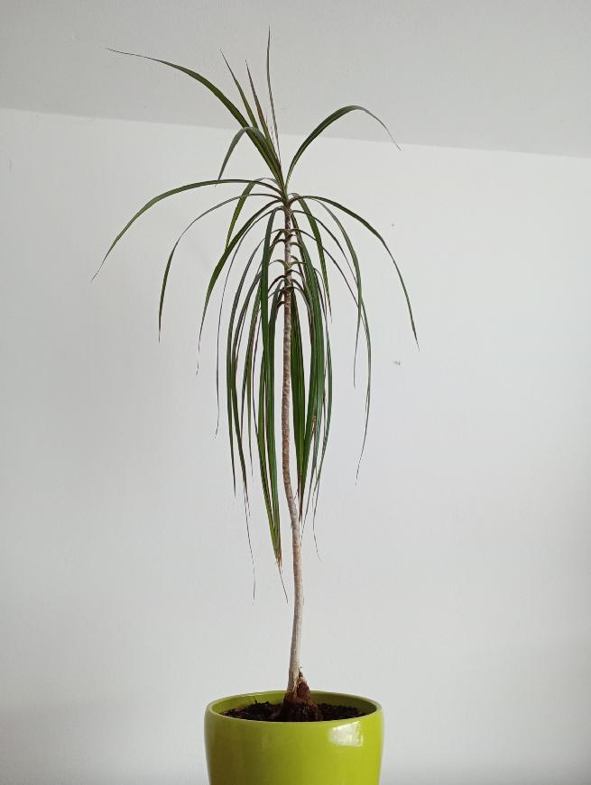 Dracena (Dracaena Marginata)